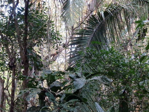 Jungle.